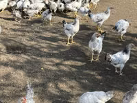 Chickens — foto 5