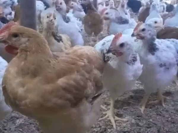 Chickens — Azerbaijan
