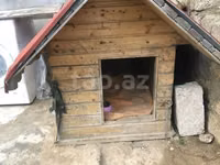 Taxta it evi - Material: qalın taxta karkas, ikiqat qırmızı — φωτογραφία 2