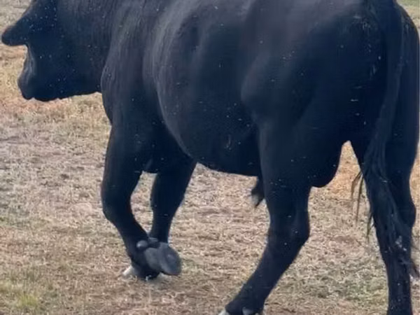 Bull, Aberdeen-Angus — Kazakhstan