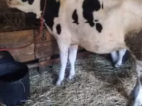 Cow, Holstein breed — photo 1