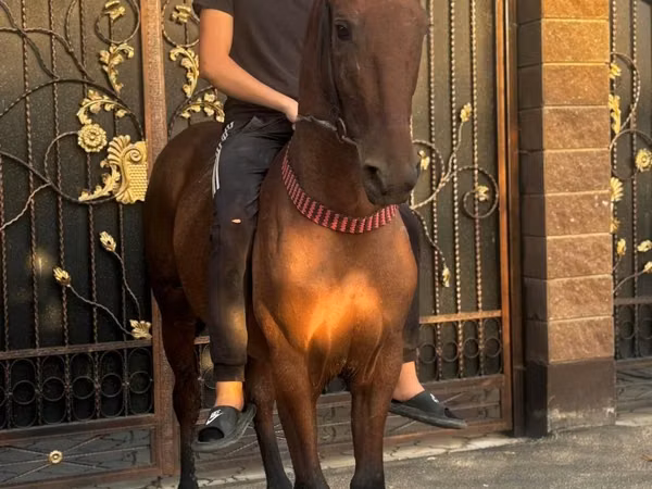Horse (M), Horses — Kazakhstan