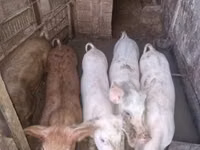 नर सूअर, सूअर — फ़ोटो 4