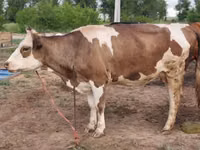 गाय, लाल степीय गाय — फ़ोटो 1