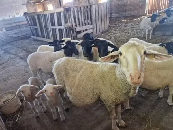 میش, Merino sheep — مجارستان
