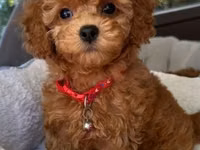 Məhsul: Toy pudel balaları Xüsusiyyətlər: - Cins: Toy Poodle (oyuncaq — 1 зураг