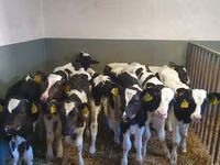 황소, Russian Black pied cattle — 사진 2