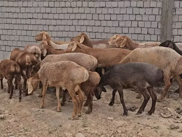 Ram, Arashan sheep — Uzbekistan