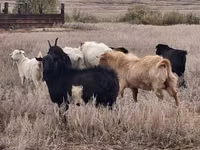 แพะตัวผู้, Saanen goat — รูปภาพ 2