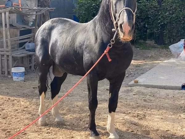 Horse (M), Horses — Uzbekistan