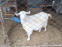 Goat, Saanen goat — photo 1