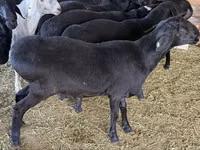 Ram, Hissar sheep — photo 3