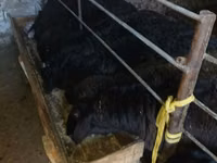 Vædder, Får — foto 1