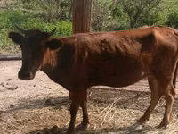 Cattle (batch, sex not specified), Cattle — photo 1