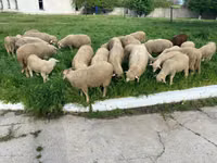 Koyun, Koyunlar — foto 5