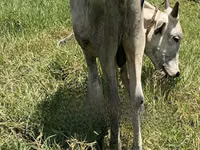 गाय, मवेशी — फ़ोटो 1