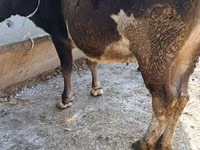 Cow, Alatau breed — photo 2