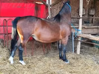 Kuda betina, Horses — foto 1