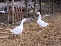 Geese — foto 4