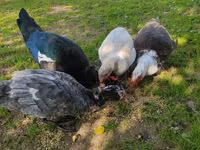 Ducks — photo 5