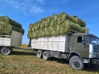 Сено люцерна жоношка урлон свежый укос кез келген жерге жеткемиз урлон — фото 1