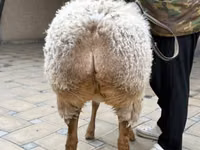 แกะตัวเมีย, Awassi sheep — รูปภาพ 5