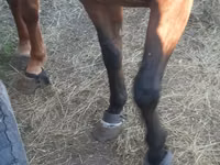 ঘোটকী, Arabian horse — ছবি 8
