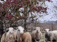 Хуц, Katum sheep — 7 зураг