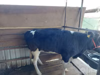 Cow, Russian Black pied cattle — photo 2