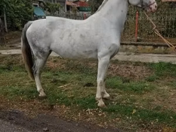 Faras dhaddig, Hungarian horse breed