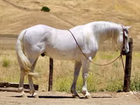 Horse (M), Quarter Horse — photo 1