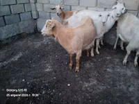 Kambing jantan, Goats — foto 6