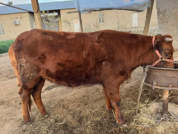 Cattle (batch, sex not specified), Cattle — Uzbekistan