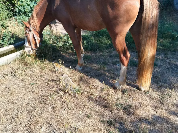 Égua, Cavalos
