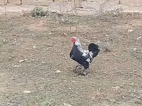 Bantam Jepun — foto 8