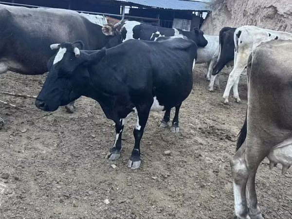 Cow, Latvian Blue cattle — Kazakhstan
