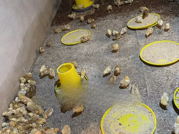 Chickens — Ghana