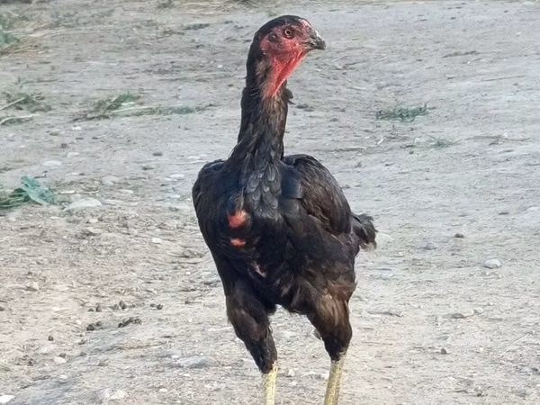 Chickens — Kyrgyzstan