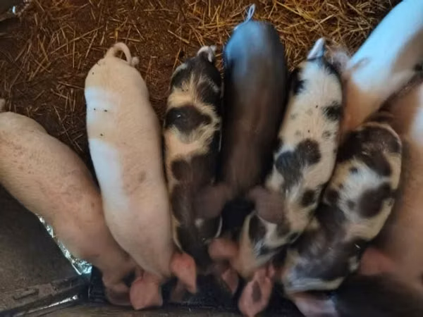 Sow, Pigs — Hungary