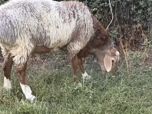 Ram, Rhon sheep — Kyrgyzstan