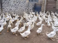 Amerika Pekin — 2-rasm
