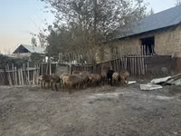 Ovca, Arashan sheep — fotografija 3