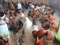 Chickens — foto 1