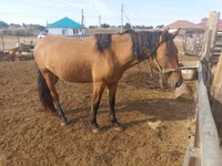 اسب نر, Mugalzhar horse — عکس 2