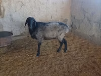 Sheep (batch, sex not specified), Sheep — photo 1