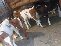 Sığır (parti, cinsiyet belirtilmedi), Simmental cattle — foto 6