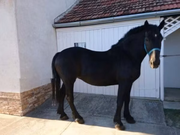 مادیان, Hungarian horse breed