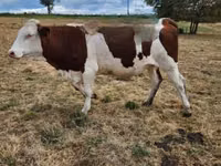 Cow, Montbéliarde — photo 6