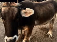 Cow, Alatau breed — photo 3