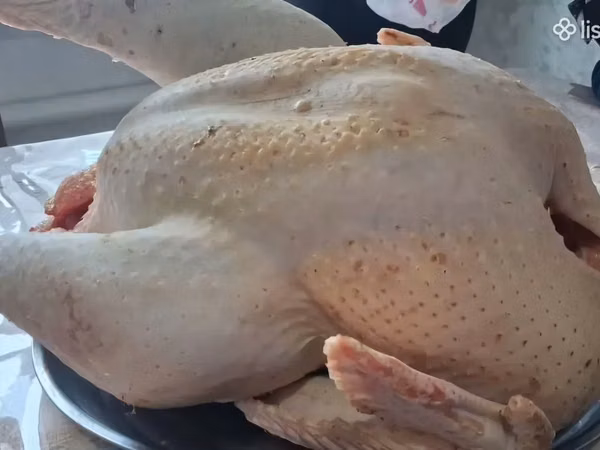 Հնդկահավ բրոյլեր